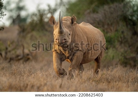 Black rhino runs towards camera in clearing