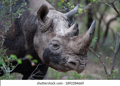 A Black Rhino Seen On A Safari In South Africa