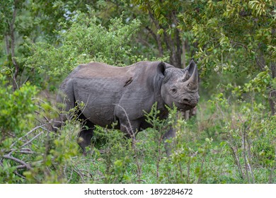 A Black Rhino Seen On A Safari In South Africa