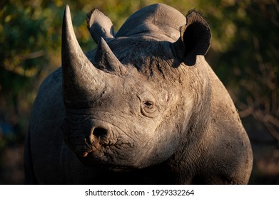 A Black Rhino Seen On A Safari In South Africa