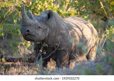 A Black Rhino Seen On A Safari In South Africa