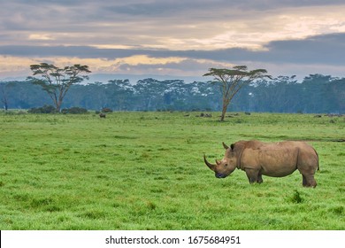 Black Rhino Standing On The Grass In Lake Nakuru With Clouds And Trees On The Background, Kenya. Taken While On A Game Drive During A Safari Trip In Kenya And Tanzania. 