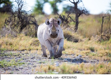A Black Rhino walking up, ears up right and horn as a warning sign in the air.