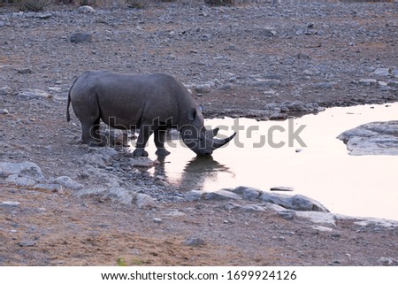 Similar – Black Rhino, Namibia