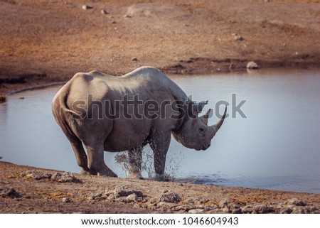 Similar – Black Rhino, Namibia