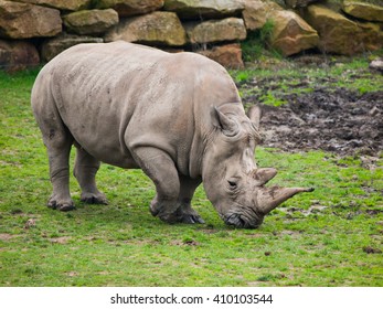 Black Rhinocero - Diceros Bicornis