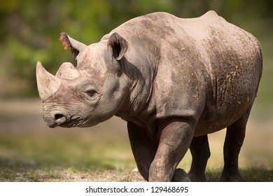 Black Rhinoceros