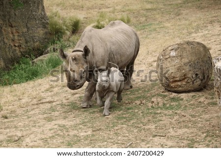 Black rhinoceros with baby at the Bioparc of Doué la Fontaine