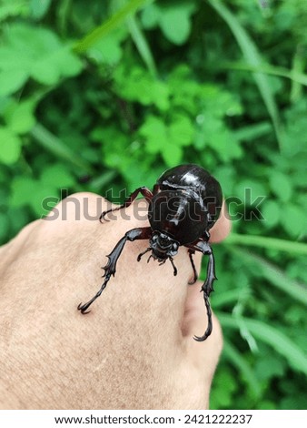 A black Rhinoceros beetle crawling on a boy's hand outdoor in daytime.