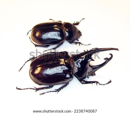 Black rhinoceros beetles isolated on white. Aegosoma centaurus macro close up, dynastidae, collection beetles, coleoptera