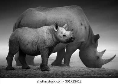Black Rhinoceros calf (Diceros bicornis) standing with cow  at a waterhole - Etosha National Park (Digitally enhanced)