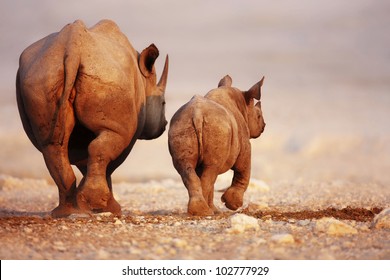 Black Rhinoceros cow and calf walking away in Etosha desert