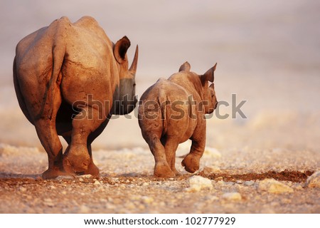 Black Rhinoceros cow and calf walking away in Etosha desert