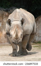 Black Rhinoceros (Diceros Bicornis). 