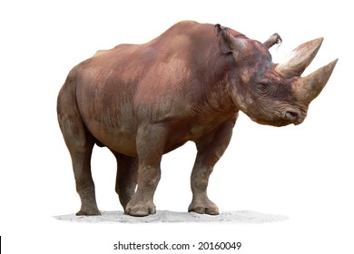 Black Rhinoceros (Diceros Bicornis) Isolated On White Background