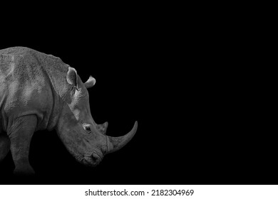 Black Rhinoceros (Diceros Bicornis) Isolated On Black Background With Clipping Path. Beautiful Animal, Rhino In Black And White. Free Space For Text And Design.