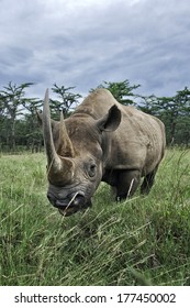 Black Rhinoceros, Diceros Bicornis, Kenya