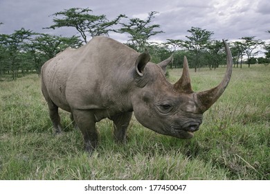 Black Rhinoceros, Diceros Bicornis, Kenya