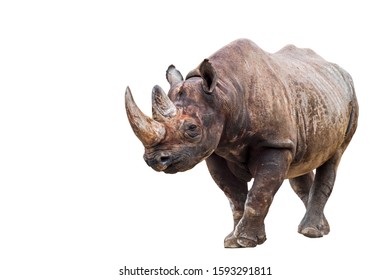 Black Rhinoceros (Diceros Bicornis), Native To Eastern And Southern Africa Against White Background