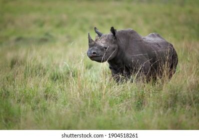 A black rhinoceros (Diceros bicornis) on the open plains of Kenya’s Maasai Mara National Reserve. The black rhinoceros is classified as critically endangered by the IUCN. - Shutterstock ID 1904518261