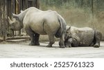 The black rhinoceros (Diceros bicornis sometimes also called the hook-lipped rhinoceros) is a species of rhinoceros, native to eastern Africa and southern Africa,