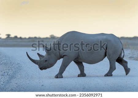 Black rhinoceros (Diceros bicornis), walking on the road at sunrise, Etosha National Park, Namibia.