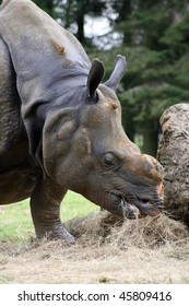 Black Rhinoceros Eating Stock Photo 45809416 | Shutterstock