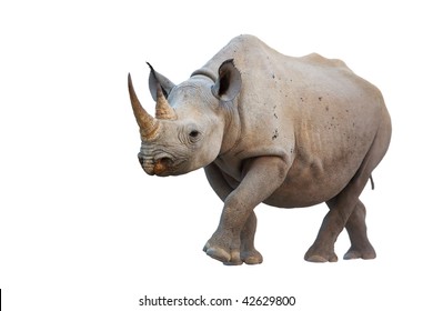 Black Rhinoceros Isolated On White Background; Diceros Bicornis