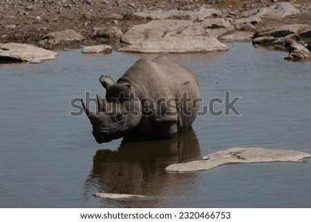 Black rhinoceros with one ear stand in waterhole looking close up