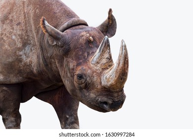 Black Rhinoceros / Black Rhino / Hook-lipped Rhinoceros (Diceros Bicornis) Close-up Of Head And Horn Against White Background