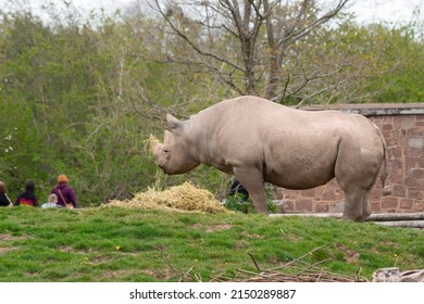 Black Rhion Eating At Chester Zoo