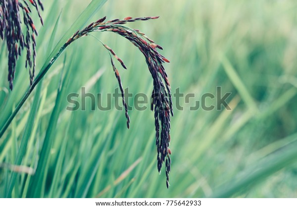 Black rice or rice berry\
in the field
