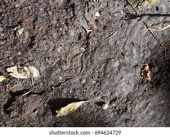 Black Rich Soil Texture With The Fallen Leaves