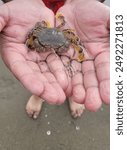 Black ridge crab, Bermuda land crab, Red land crab, Moon crab, Gecarcinus Lateralis