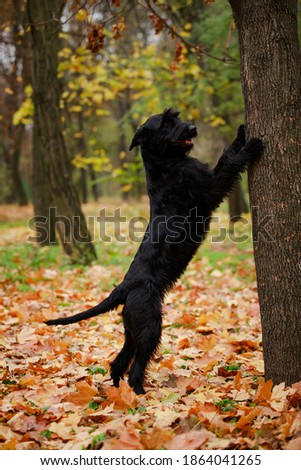 Similar – Foto Bild Laubtanz Herbst Blatt Wald