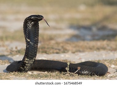 Black ringhals spitting cobra side view