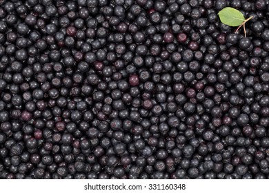 Black Ripe Aronia (Aronia Arbutifolia) As Background