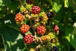 Black Ripe And Red Ripening Blackberries On Green Leaves Background. Rubus Fruticosus. Closeup Of Bramble Branch With Bunch Of Yummy Sweet Summer Berries. Healthy Juicy Forest Fruit. Natural Medicine.