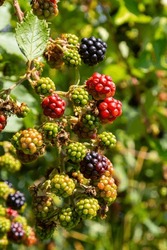 Black Ripe And Red Ripening Blackberries On Green Leaves Background. Rubus Fruticosus. Closeup Of Bramble Branch With Bunch Of Yummy Sweet Summer Berries. Healthy Juicy Forest Fruit. Natural Medicine.