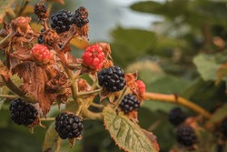 Black Ripe And Red Ripening Blackberries On Green Leaves Background.