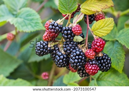 Black ripe and red ripening blackberries on green leaves background. Rubus fruticosus. Closeup of bramble branch with bunch of yummy sweet summer berries. Healthy juicy forest fruit. Natural medicine.