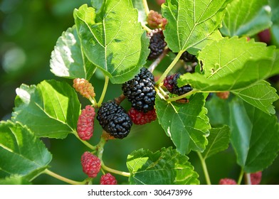 Black Ripe And Red Unripe Mulberries On The Branch