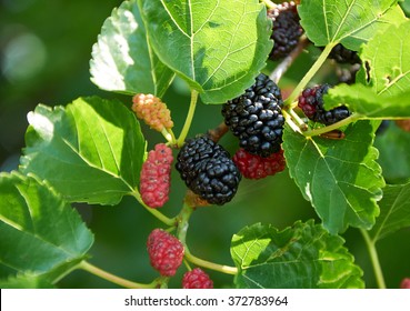 Black Ripe And Red Unripe Mulberries On The Branch