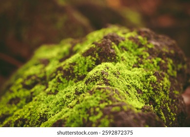 black rocks covered with small green moss