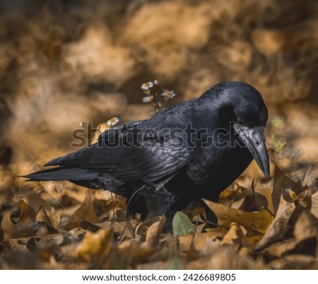 black rook bird looking for food in autumn leaves in a park in Poland, Europe, in autumn