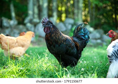 Brahma Marans Chicken Walking Garden Stock Photo (Edit Now) 2067898859