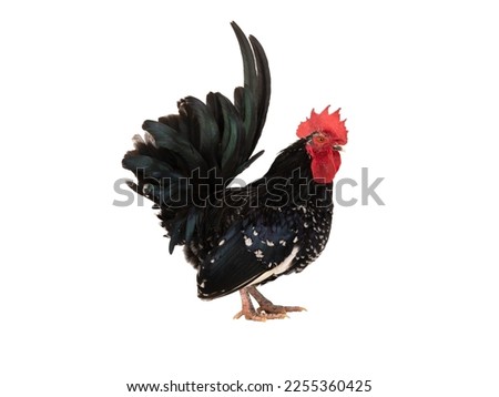 black rooster isolated on white background