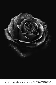 Black rose. Drops of water