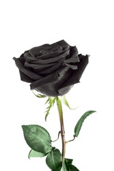 Black Rose Flower On White Background