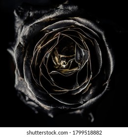 Black Rose With Gold Border For Your Design.